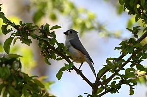 137 Titmouse, Tufted, 2023-05070061 Ipswitch river Wildlife Sanctuary,  MA